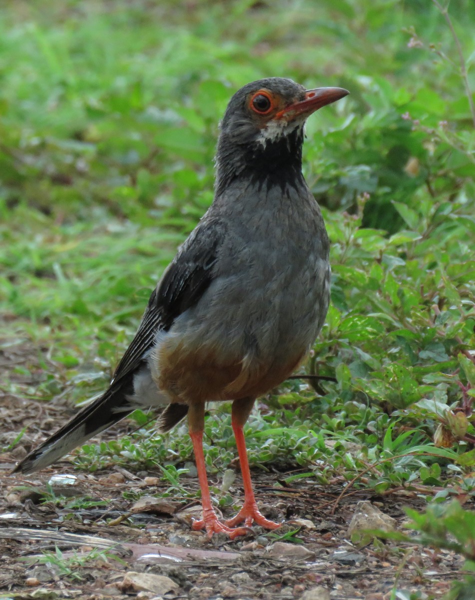 Western Red-legged Thrush - ML644776747