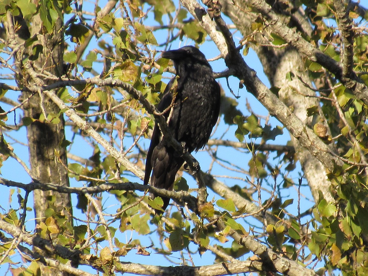 עורב שחור - ML644776748
