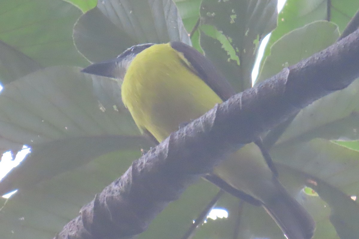 Пітанга-великодзьоб - ML644776752