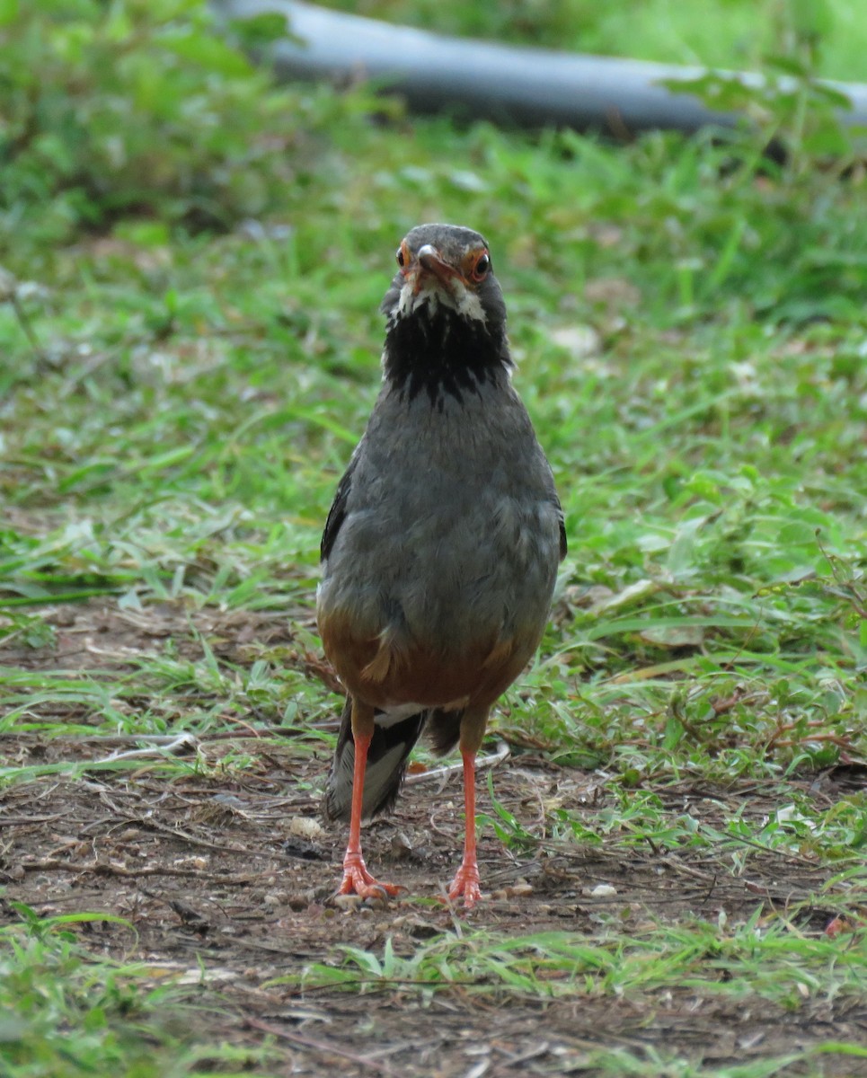Western Red-legged Thrush - ML644776753