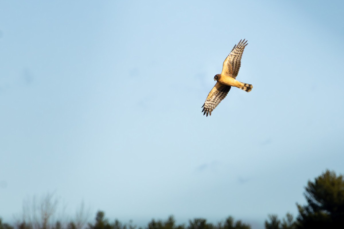 Busard des marais - ML644776761