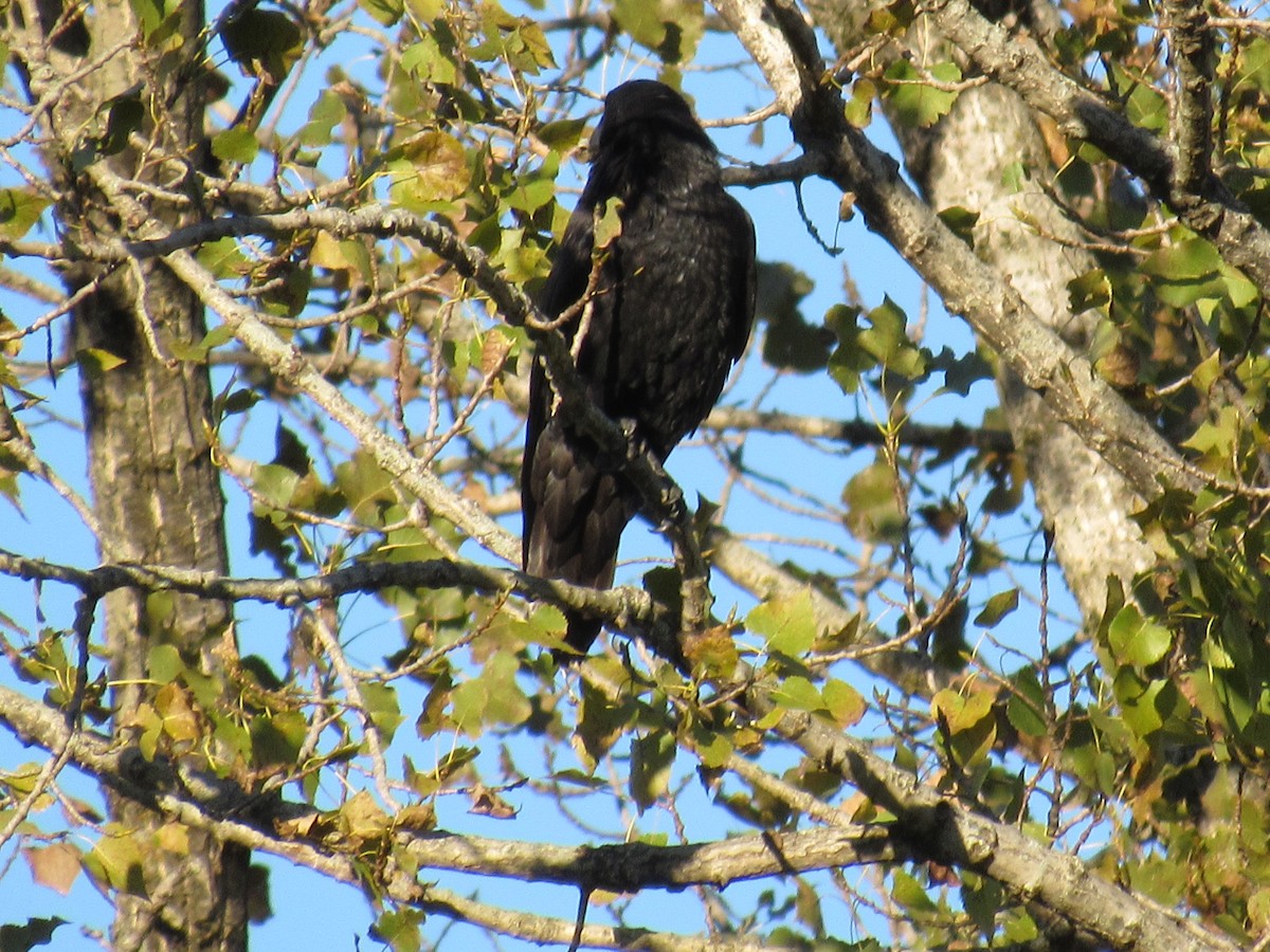 עורב שחור - ML644776766