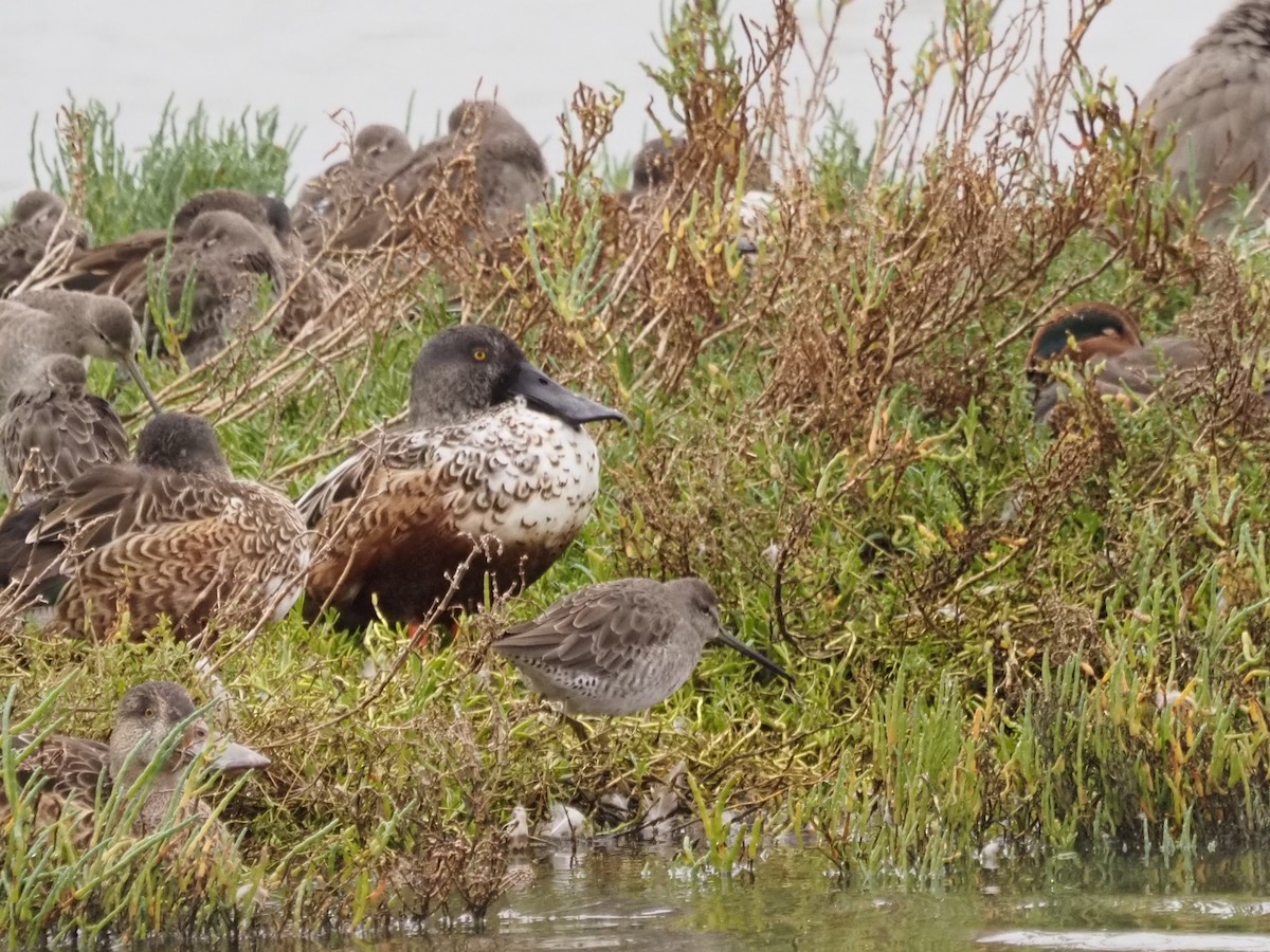 長嘴半蹼鷸 - ML644776769