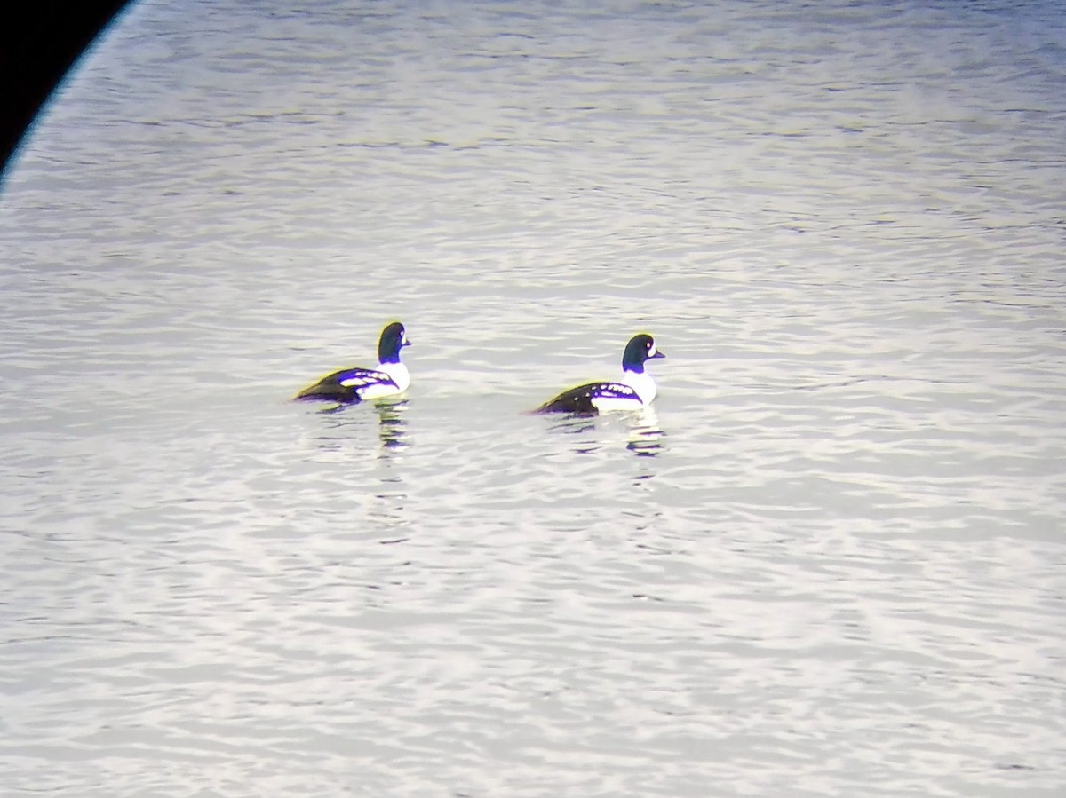 Barrow's Goldeneye - ML644776770