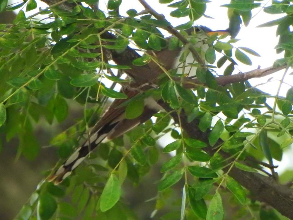 Yellow-billed Cuckoo - ML644776777