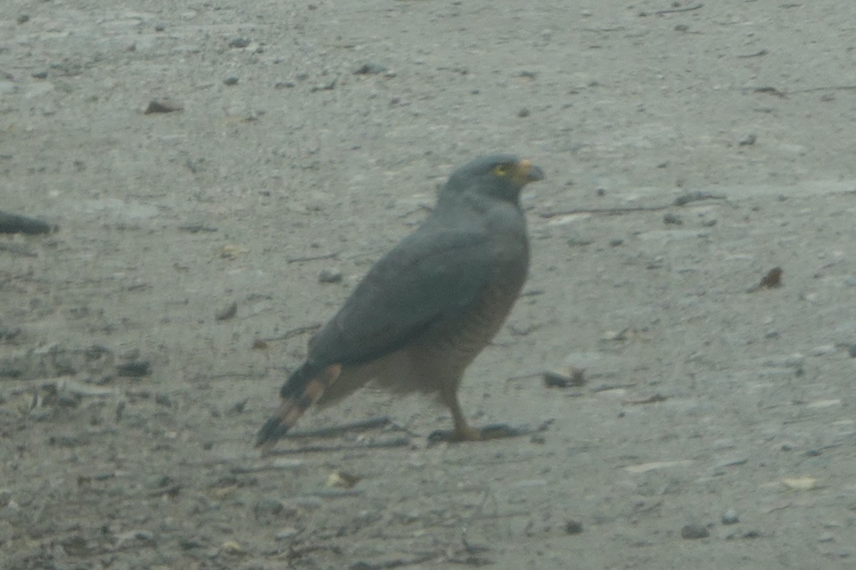 káně krahujová - ML644776778