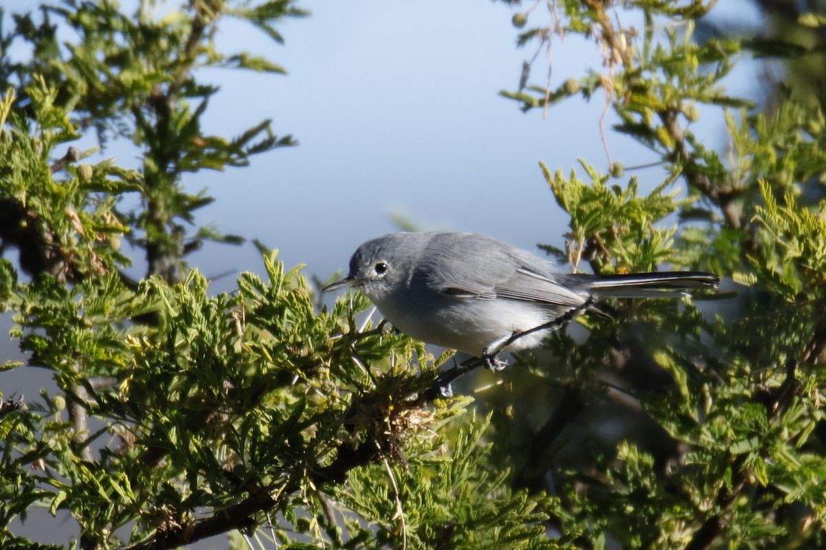 Blue-gray Gnatcatcher - ML644776780