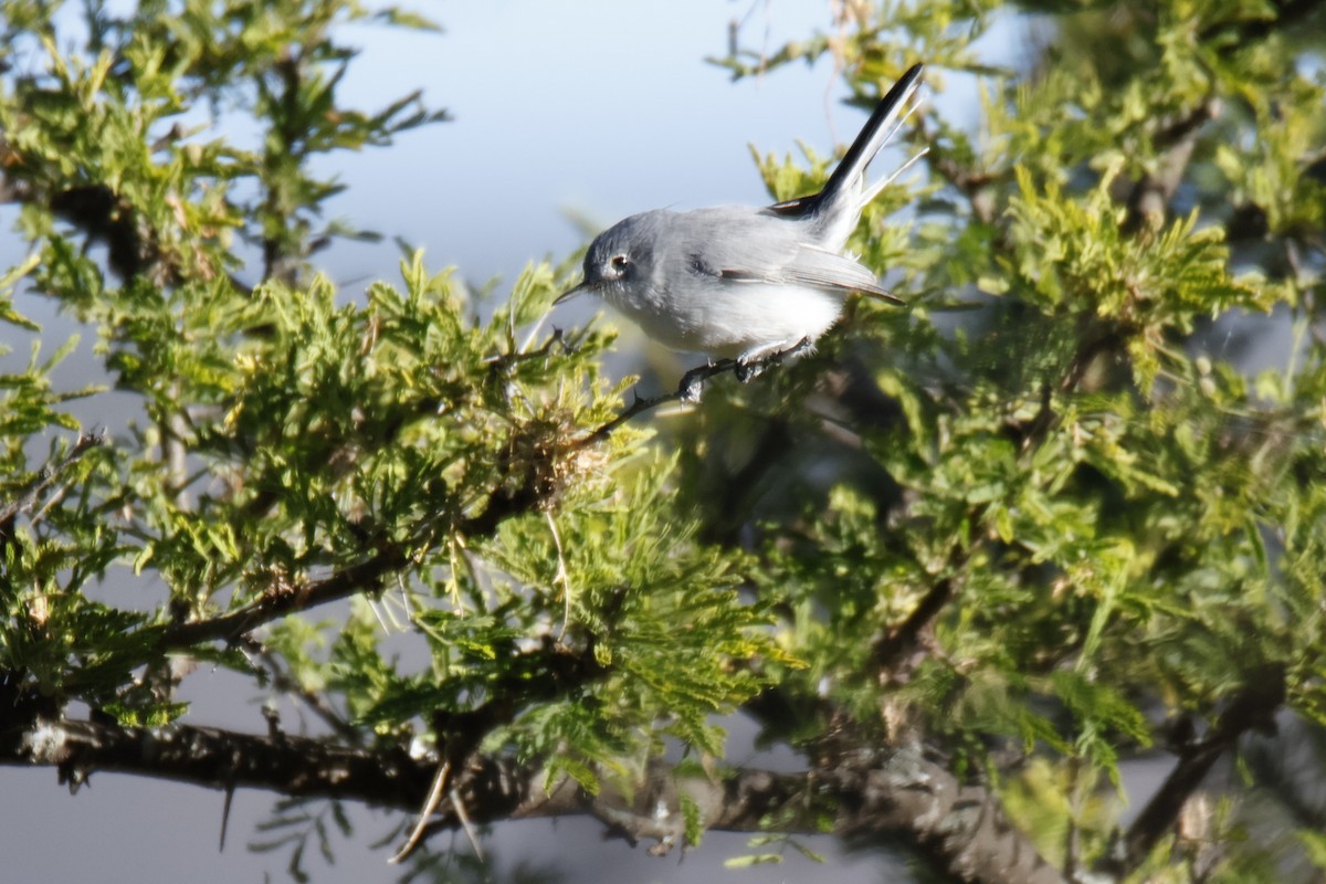Blue-gray Gnatcatcher - ML644776783