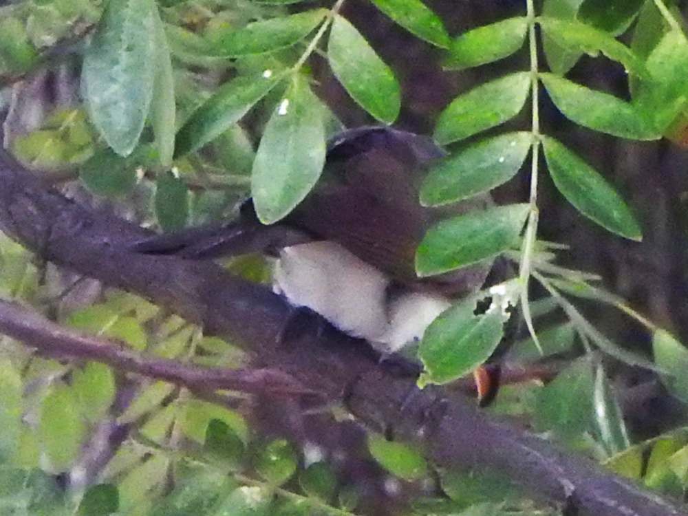 Yellow-billed Cuckoo - ML644776784