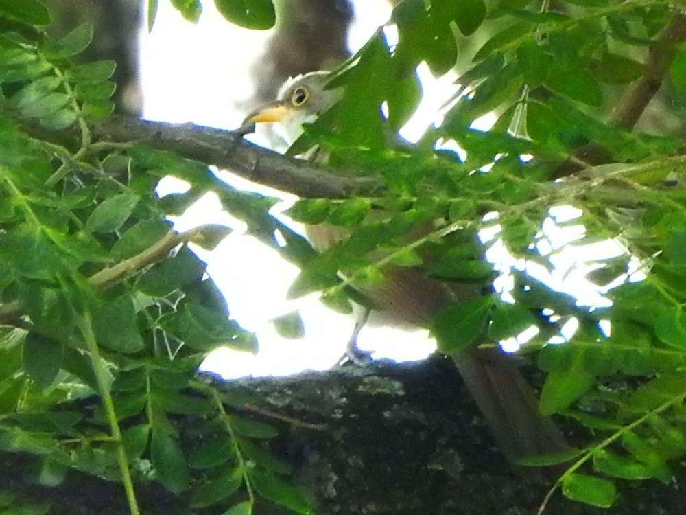 Yellow-billed Cuckoo - ML644776788
