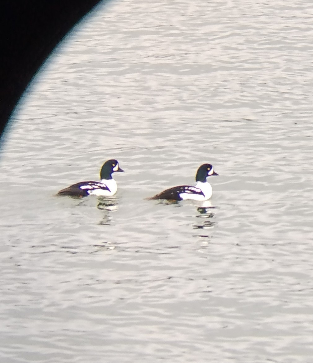 Barrow's Goldeneye - ML644776789