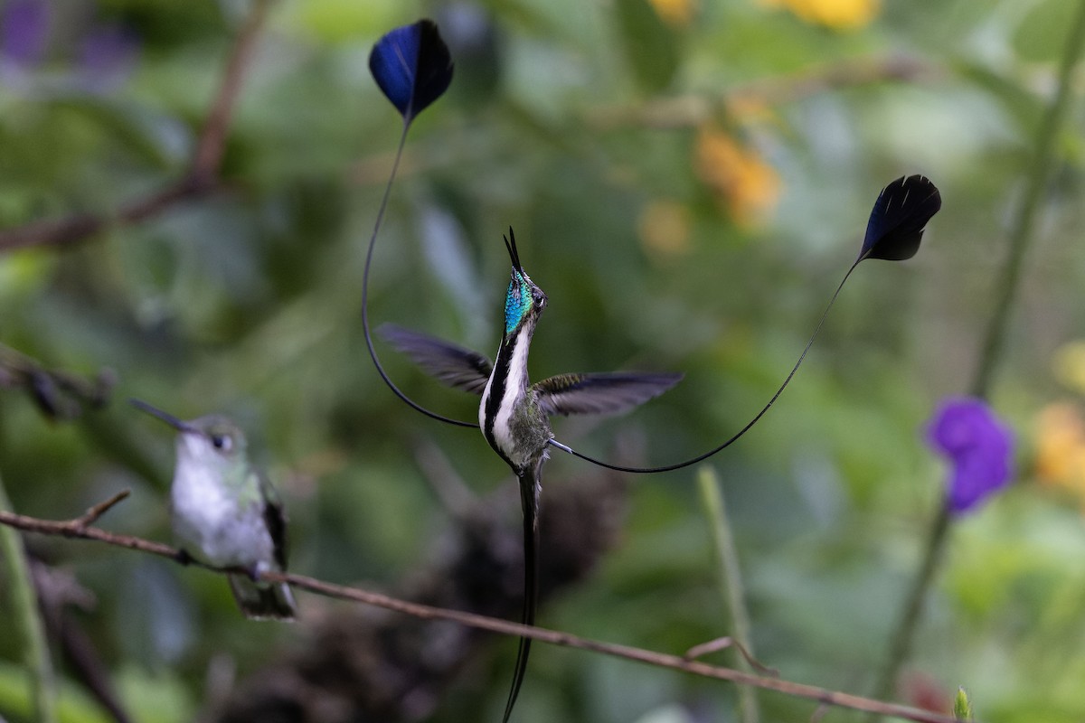 Marvelous Spatuletail - ML644776790