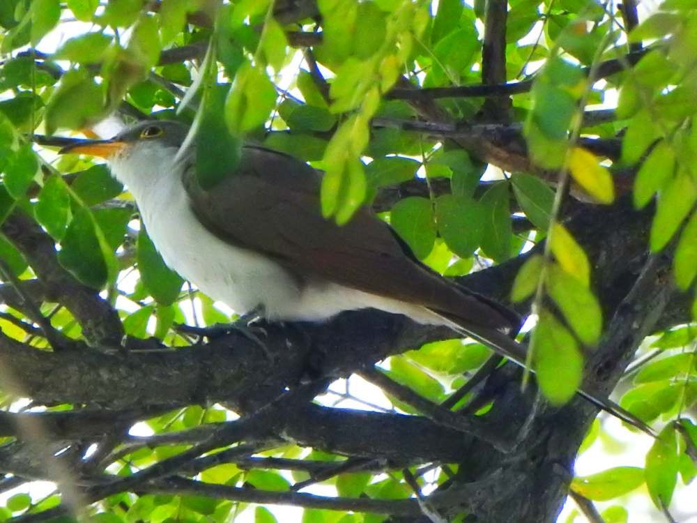 Yellow-billed Cuckoo - ML644776791