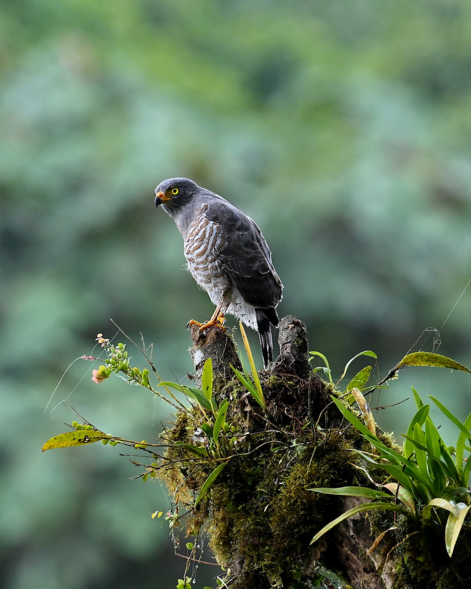 káně krahujová - ML644776794