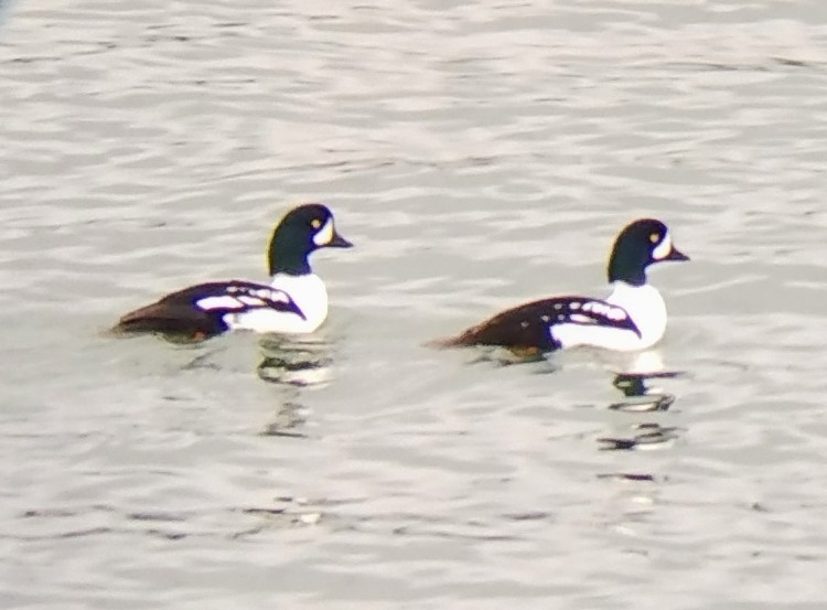 Barrow's Goldeneye - ML644776797