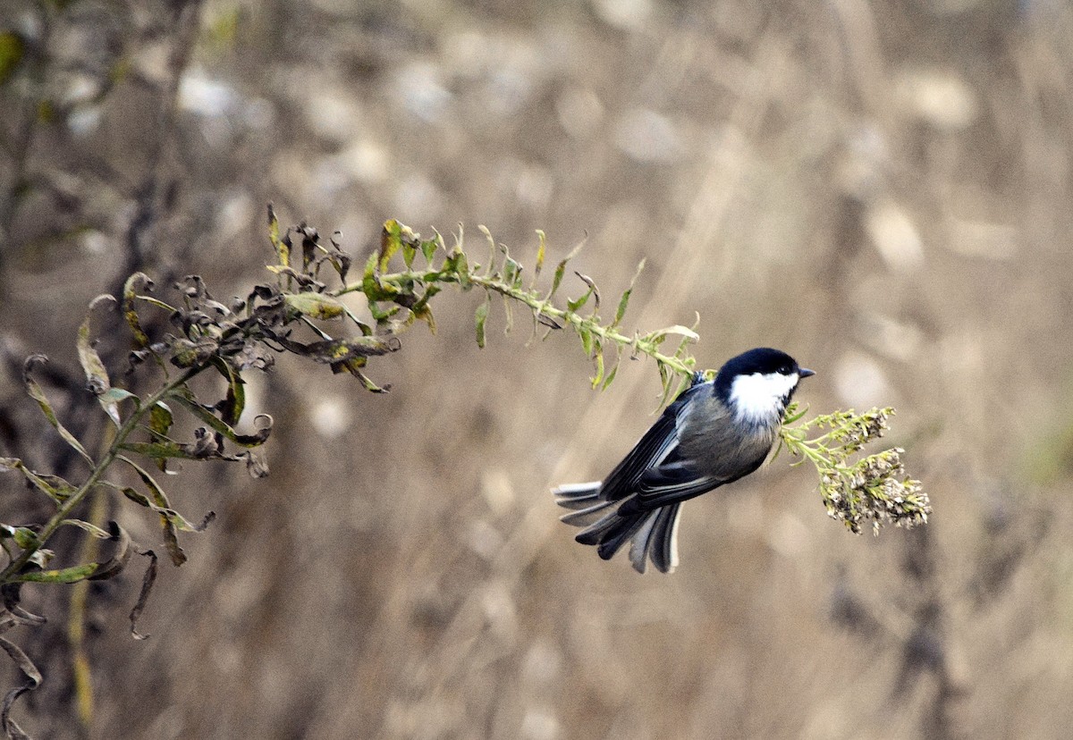 Гаїчка світлокрила - ML644776800