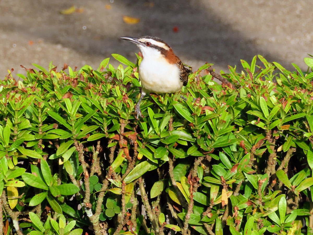 Rufous-backed Wren - ML644776829