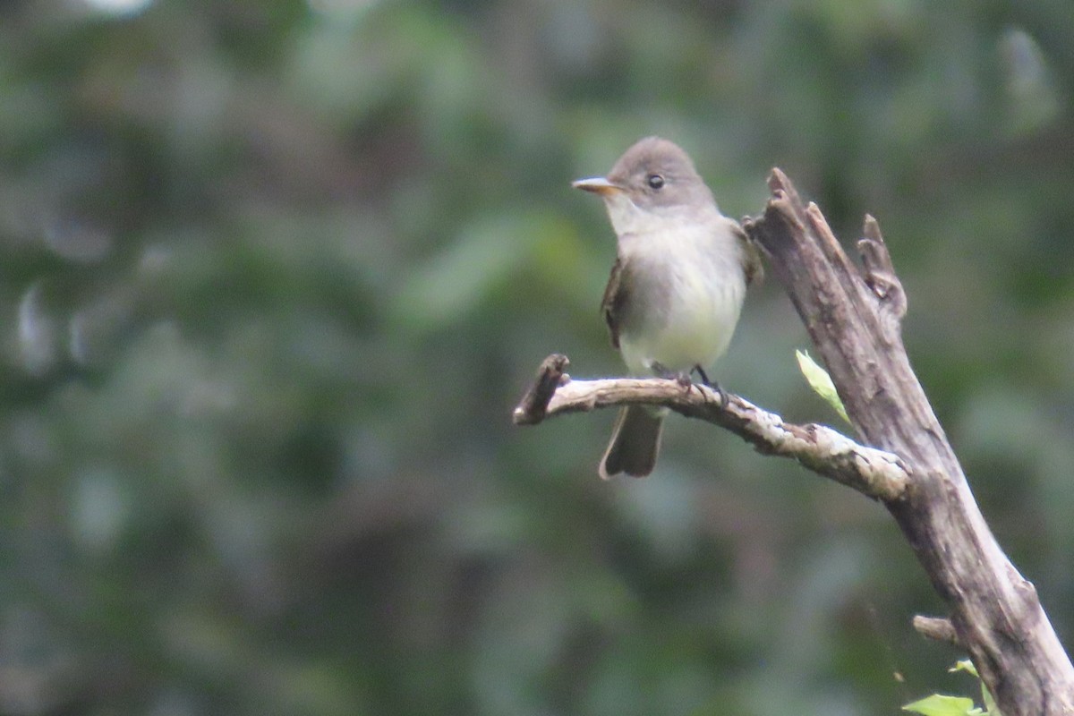 Eastern Wood-Pewee - ML644776837
