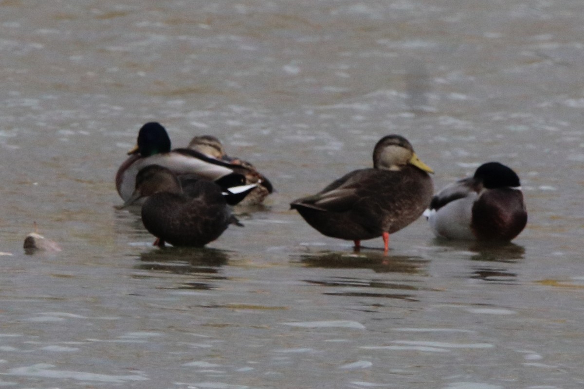 American Black Duck - ML644776861