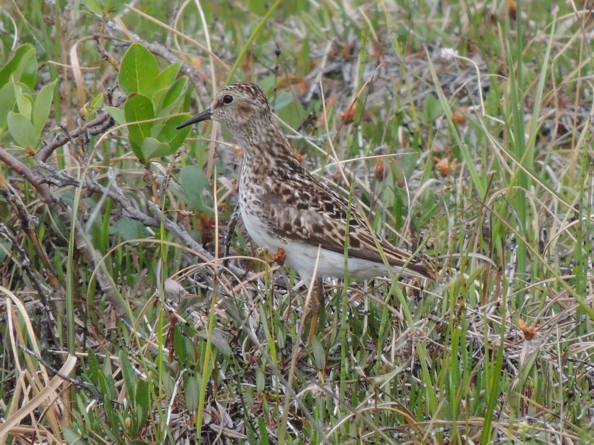 jespák drobný - ML644776862