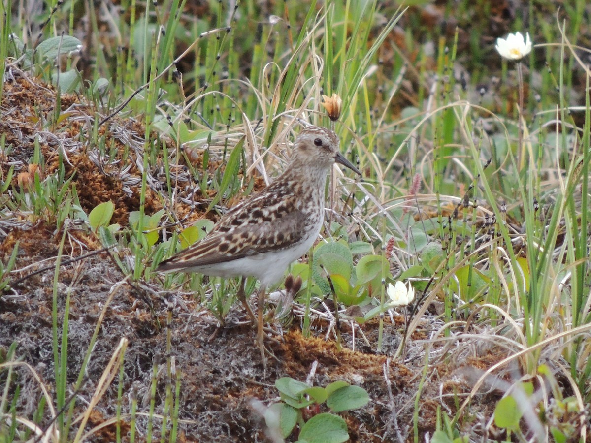 jespák drobný - ML644776866