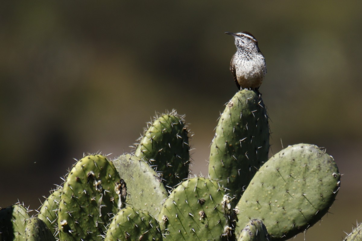 Cactus Wren - ML644776869
