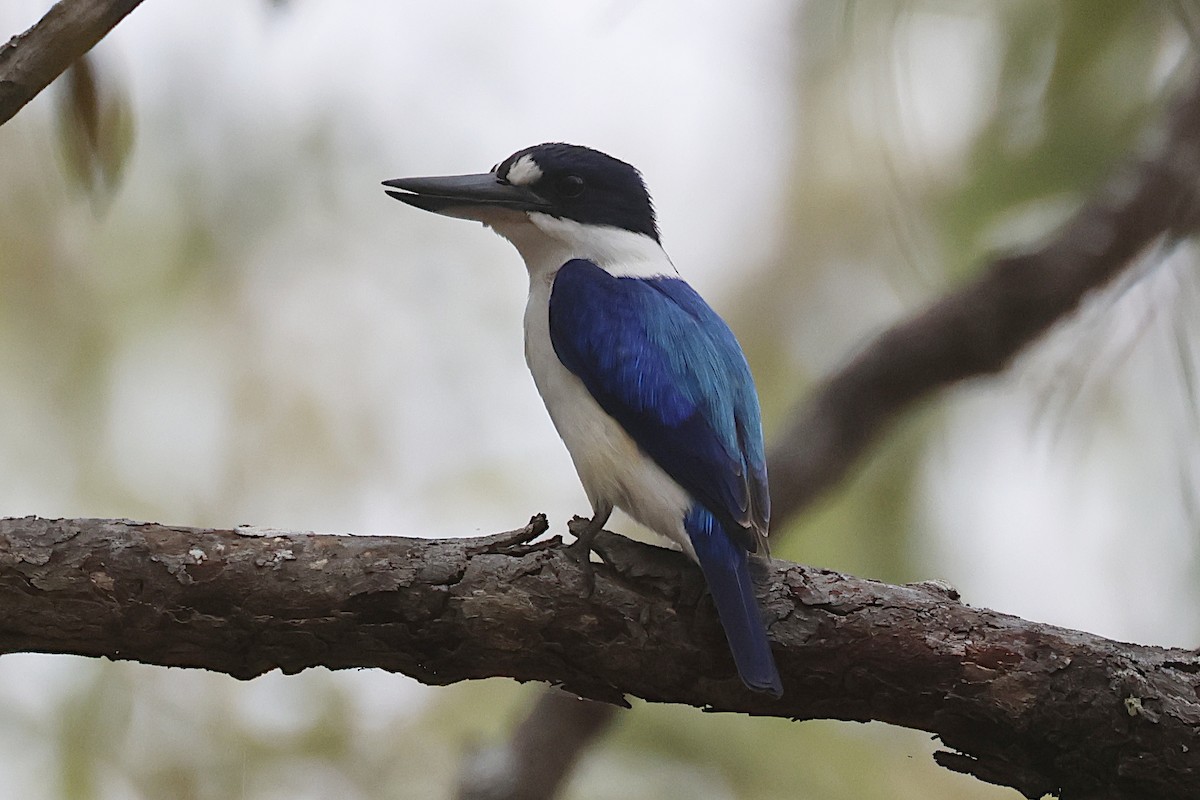 Forest Kingfisher - ML644776875