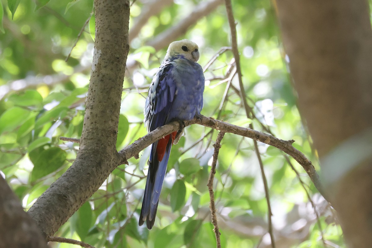 Pale-headed Rosella - ML644776886