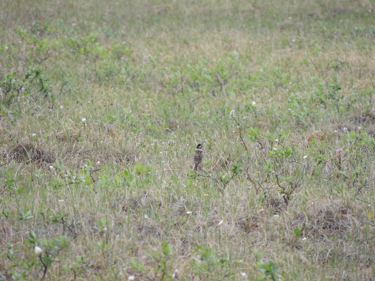 ostružka pestrá - ML644776887