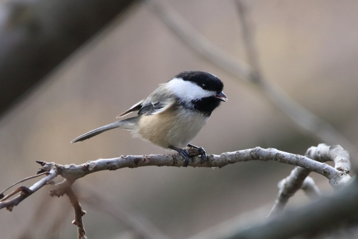 Гаїчка світлокрила - ML644776901