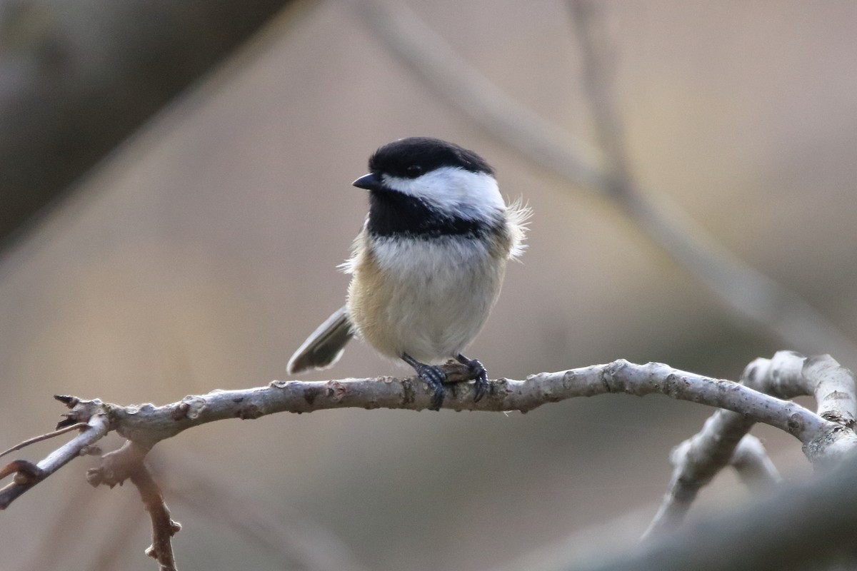 Гаїчка світлокрила - ML644776902