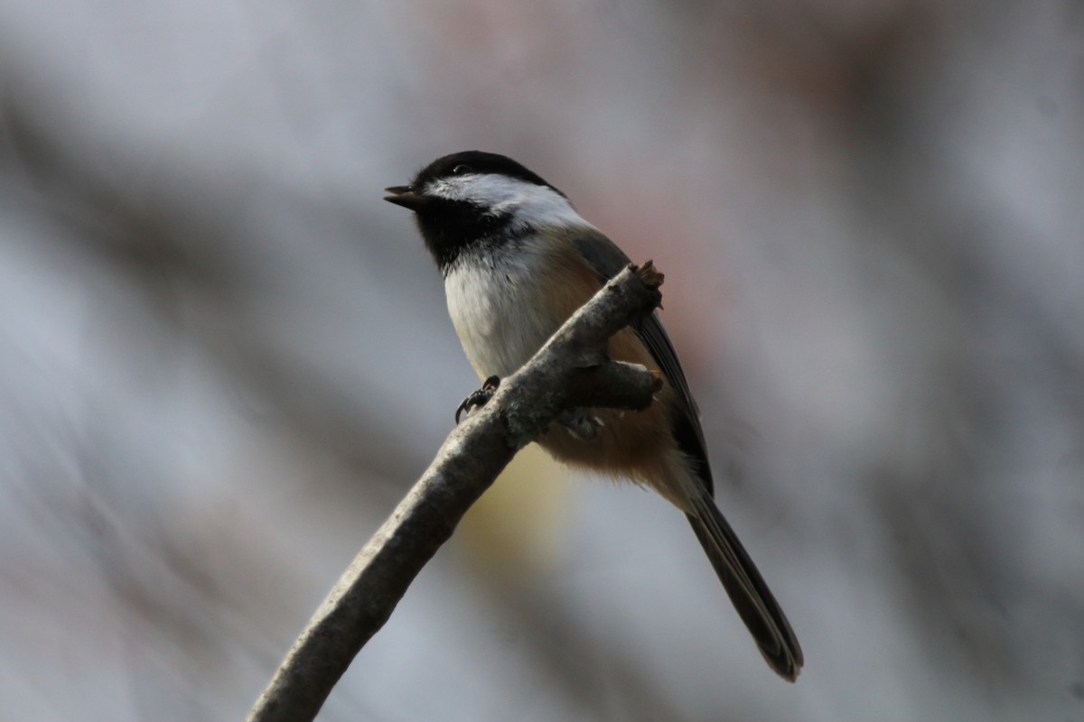 Гаїчка світлокрила - ML644776903