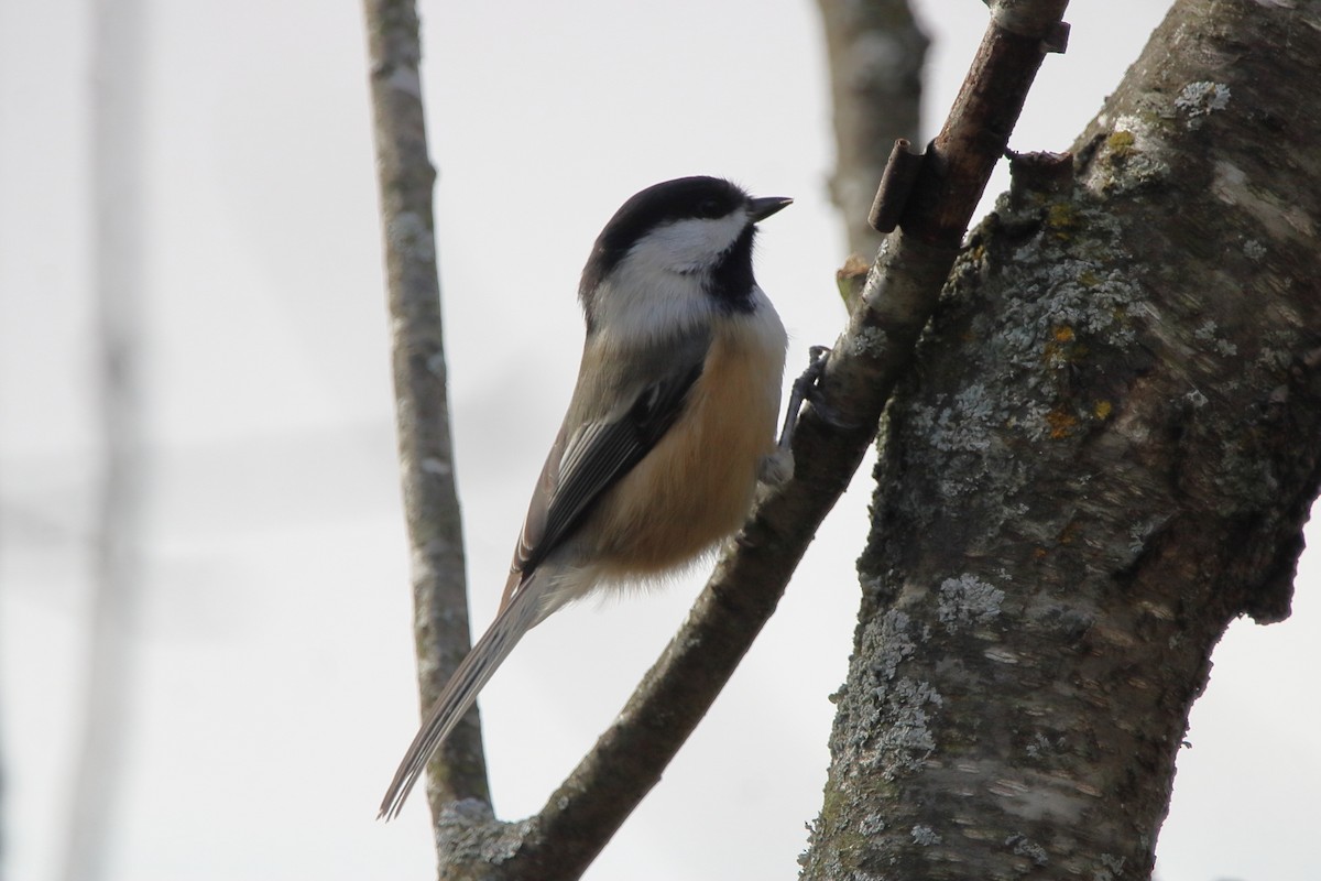 Гаїчка світлокрила - ML644776904