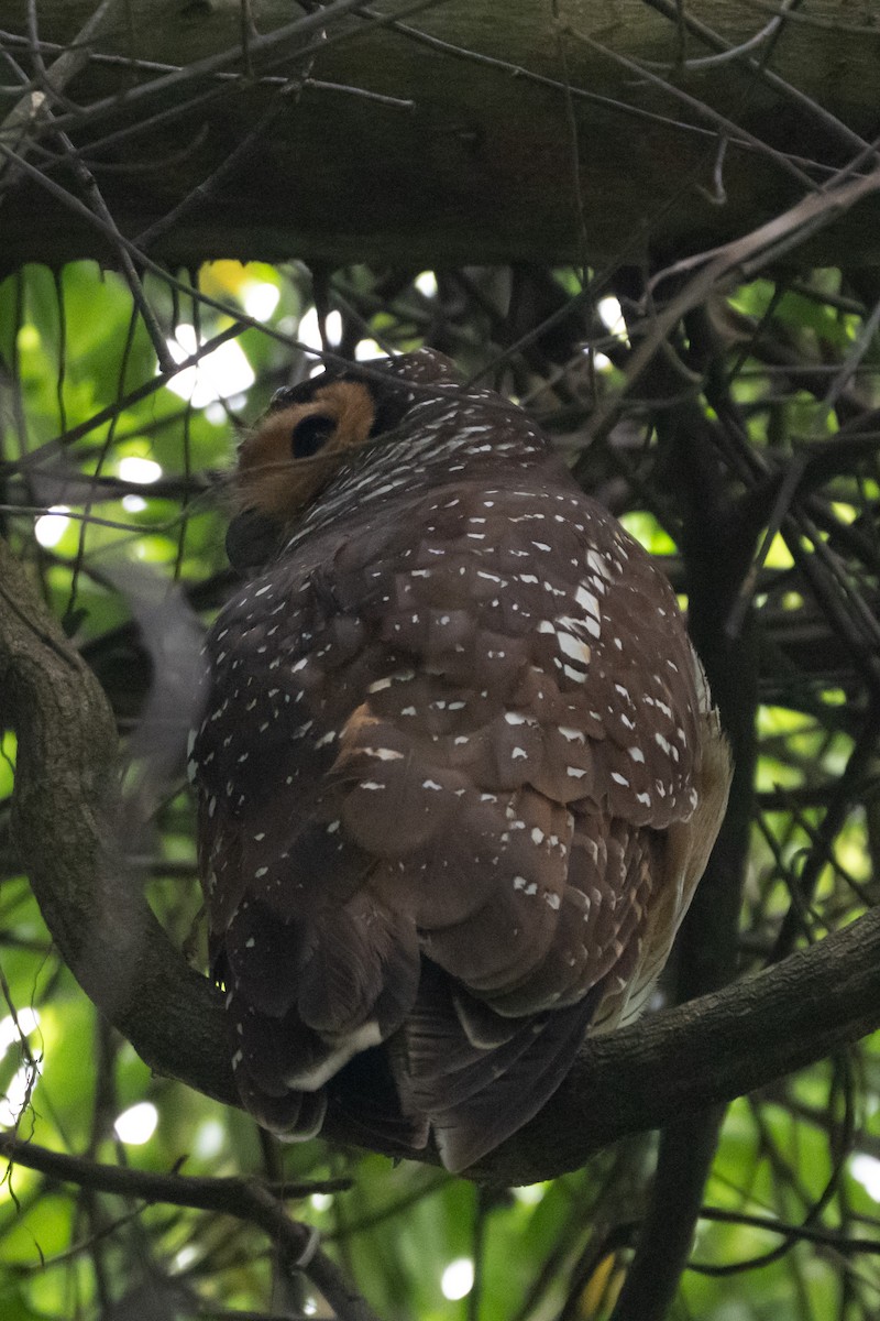 Spotted Wood-Owl - ML644776917