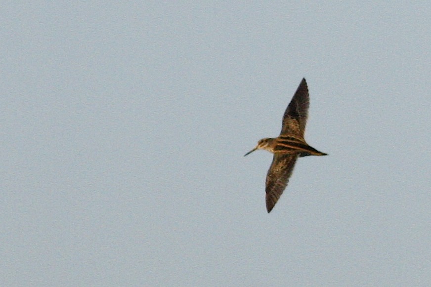 slučka malá - ML644776925