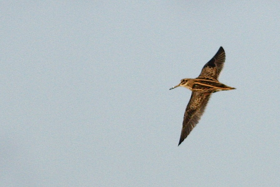 Frullino - ML644776926