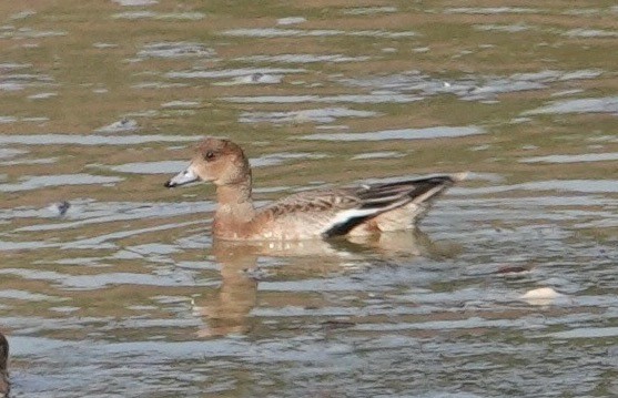 赤頸鴨 - ML644776929