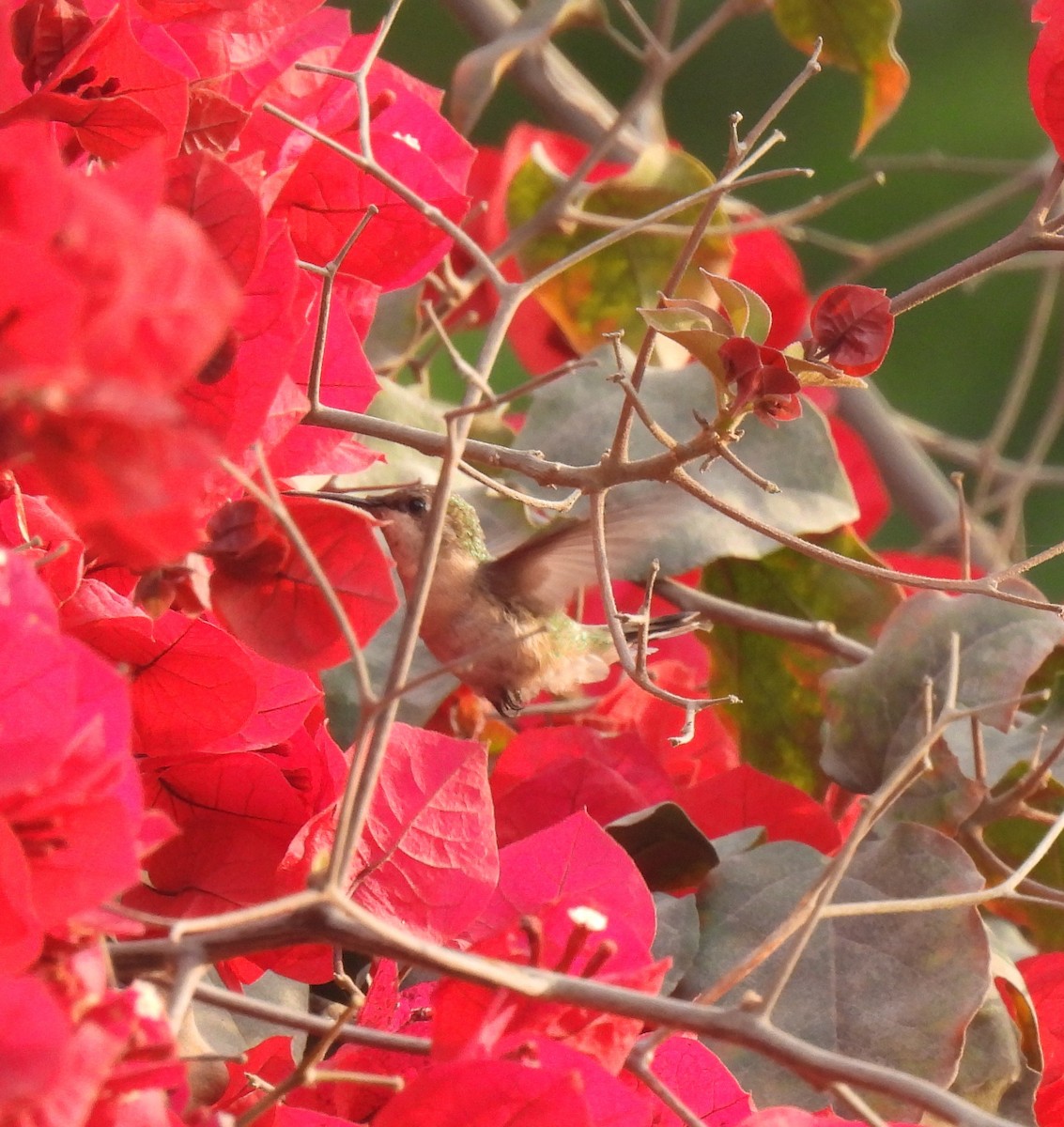 kolibříkovití sp. - ML644776933