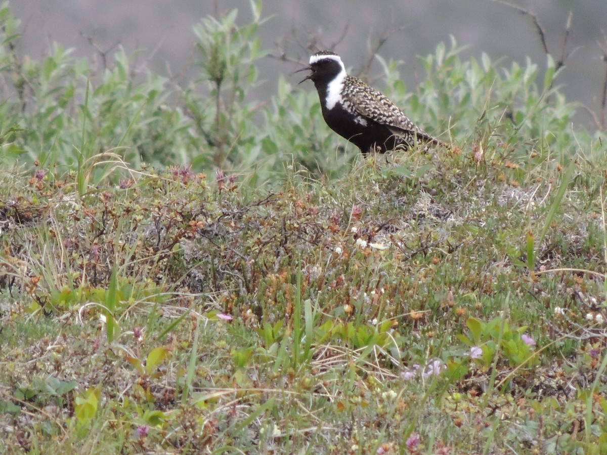 Piviere americano - ML644776936