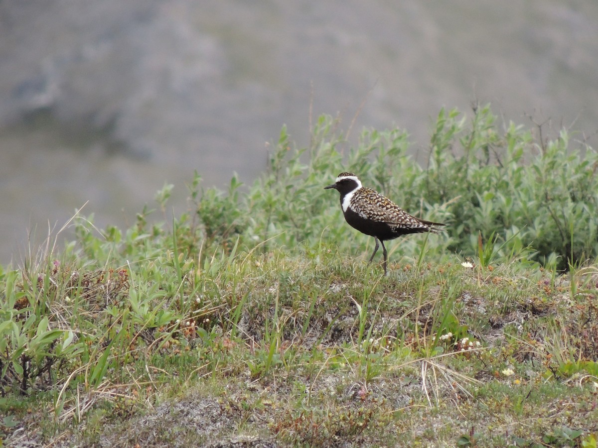 Piviere americano - ML644776937