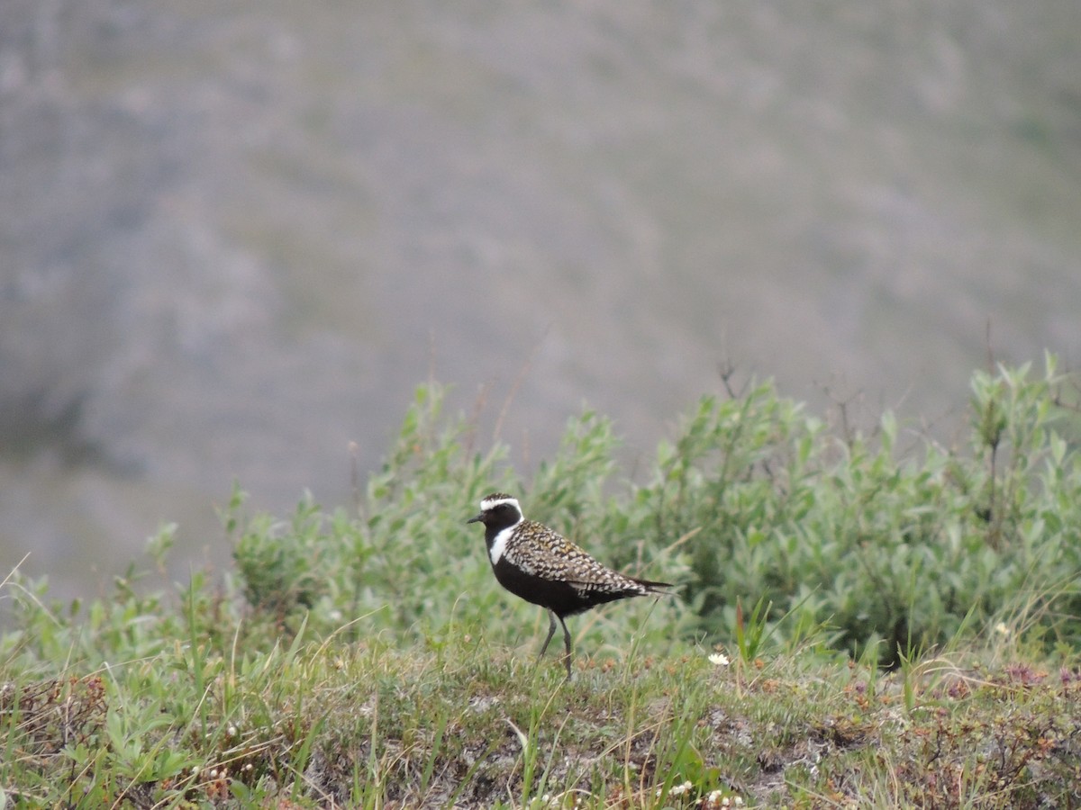 Piviere americano - ML644776938