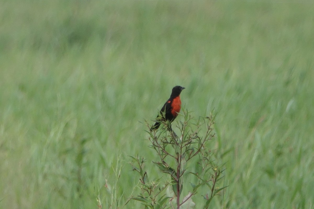 Red-breasted Meadowlark - ML644776954