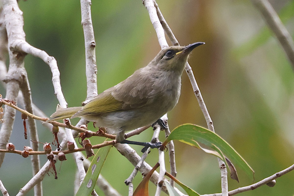 Brown Honeyeater - ML644776959