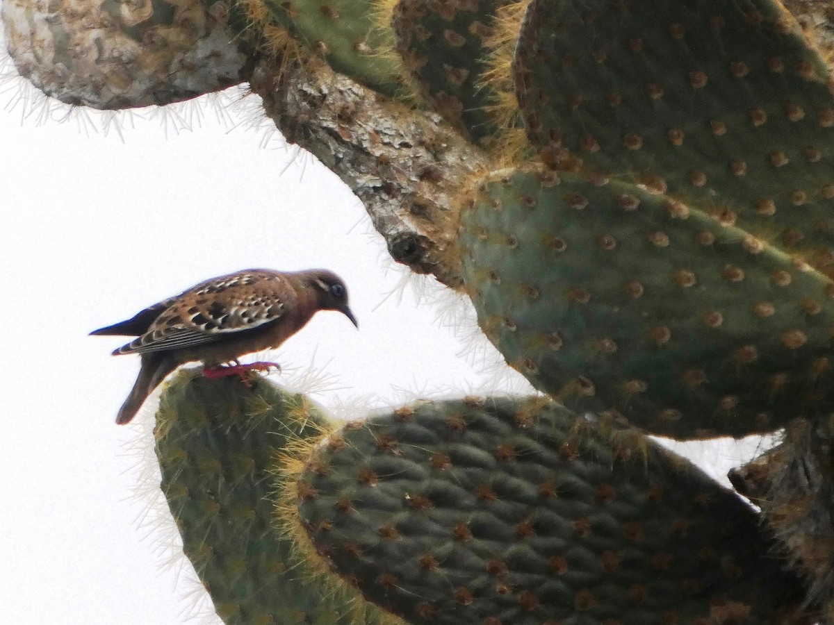 Galapagos Dove - ML644776961