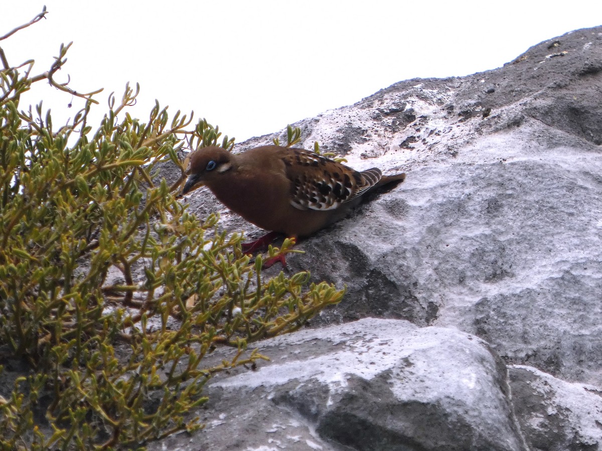 Galapagos Dove - ML644776965