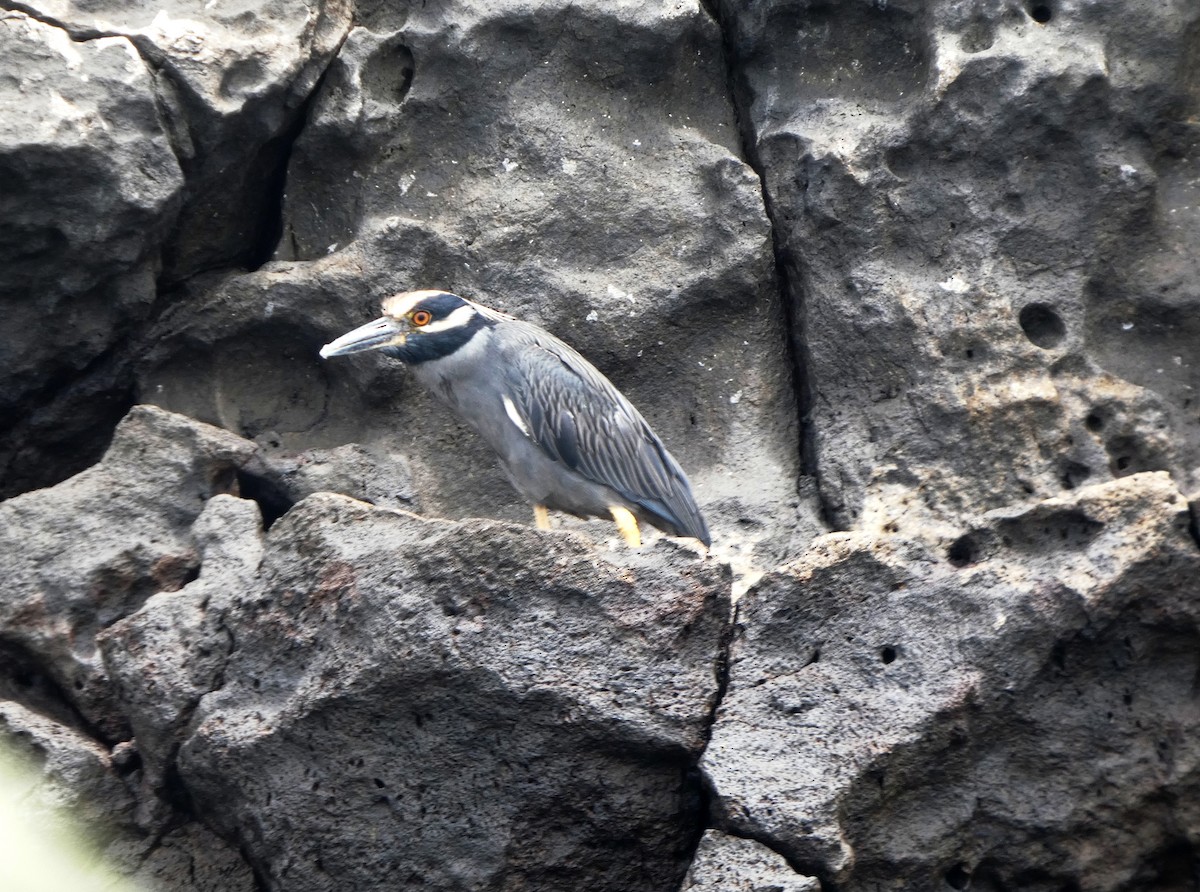 Sarı Tepeli Gece Balıkçılı - ML644776972