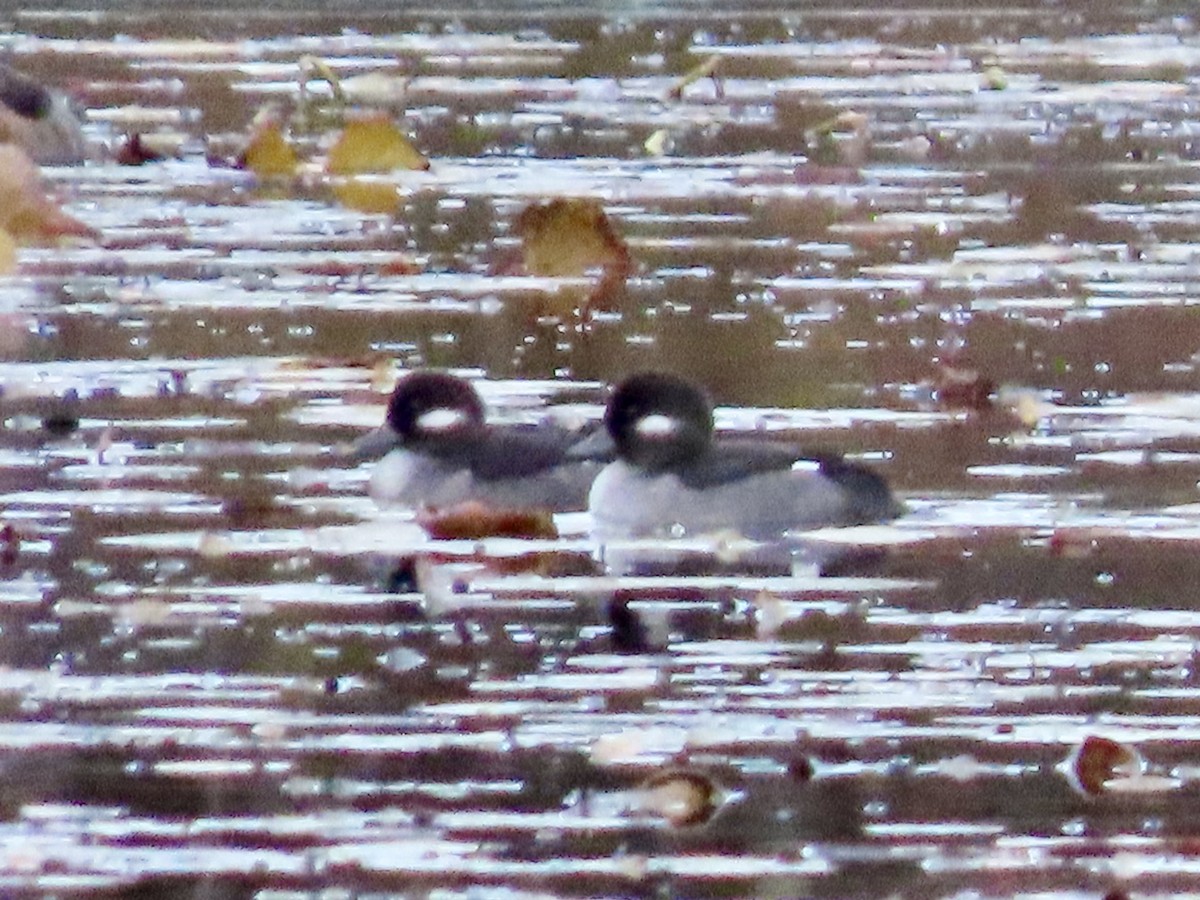 Bufflehead - ML644776974