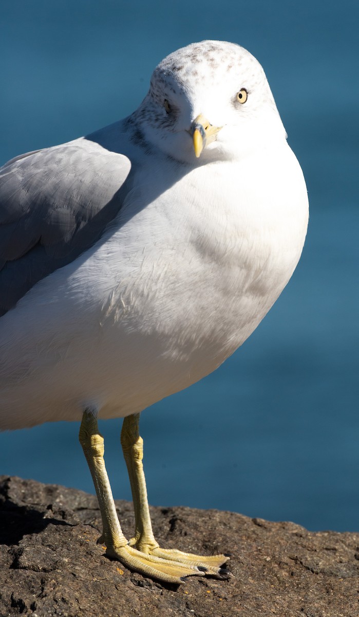 Gavina americana - ML644776979