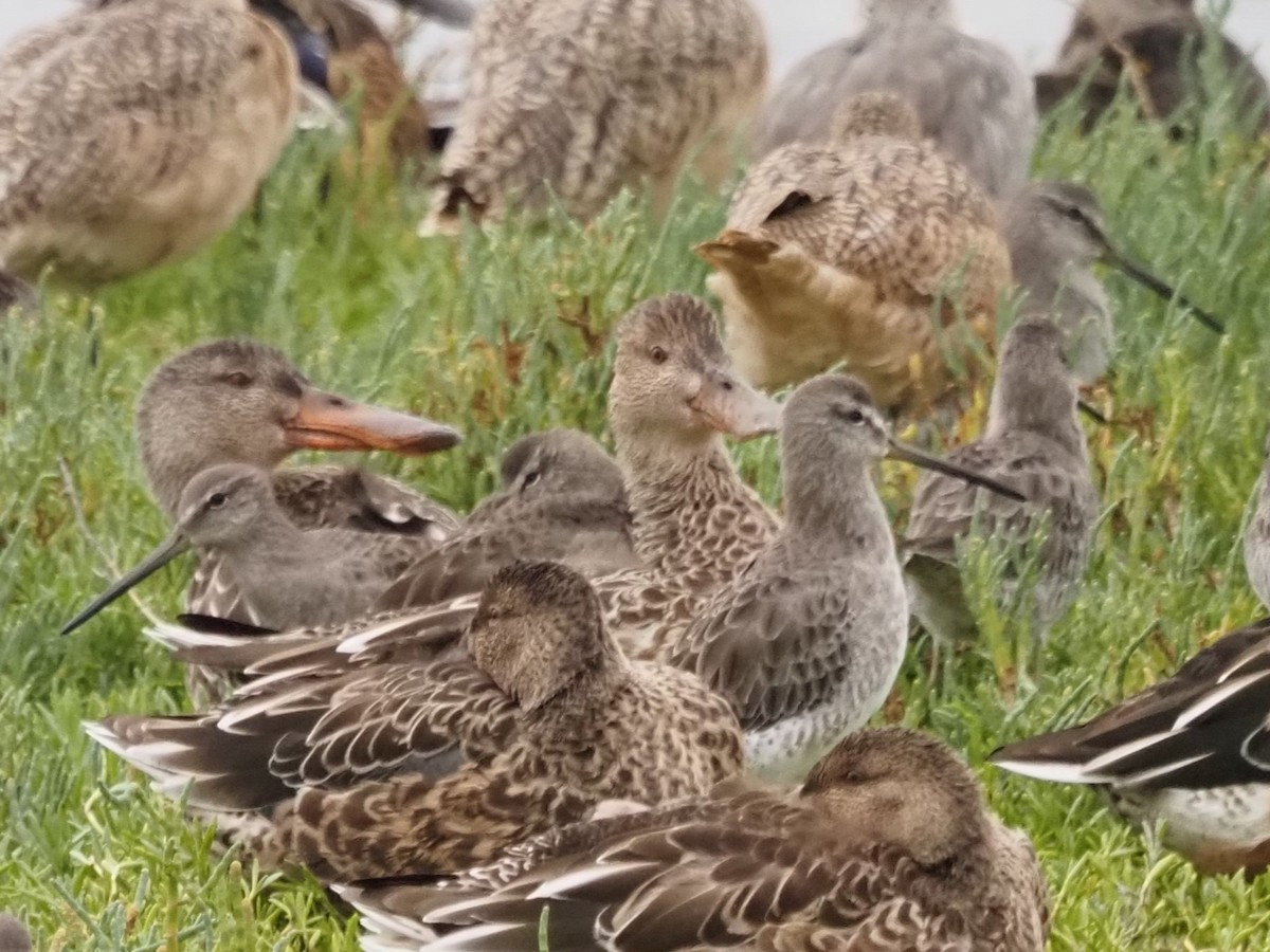 Long-billed Dowitcher - ML644776980