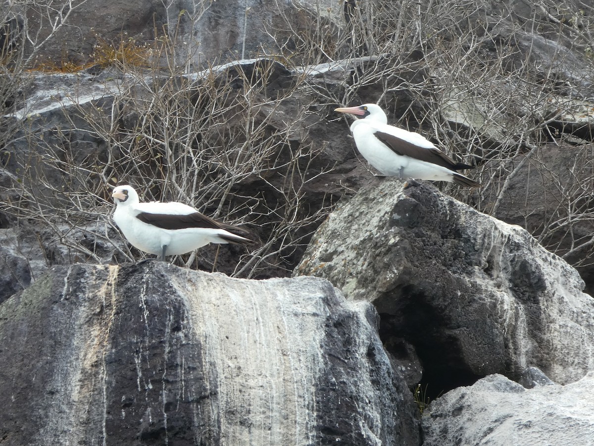 Nazca Booby - ML644776986